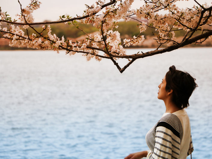 Blossoms Over The Potomac